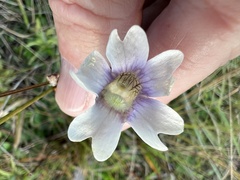 Pinguicula caerulea