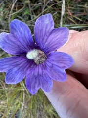 Pinguicula caerulea