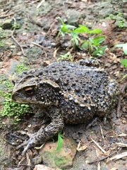 Incilius bocourti
