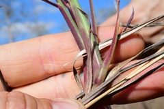 Digitaria pauciflora
