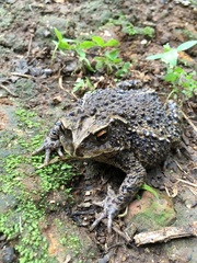 Incilius bocourti