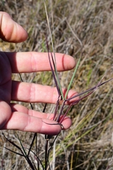 Digitaria pauciflora