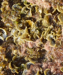 Padina pavonica