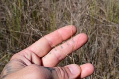 Digitaria pauciflora