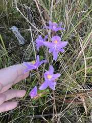 Calopogon barbatus