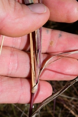 Digitaria pauciflora
