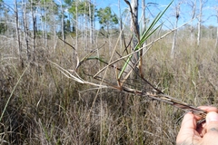 Digitaria pauciflora