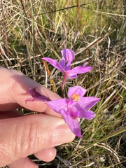 Calopogon barbatus