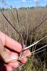Digitaria pauciflora