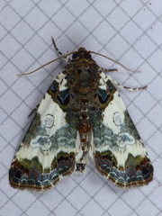 Cerma cerintha