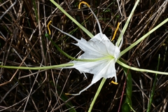 Hymenocallis palmeri