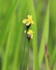 Xyris ambigua