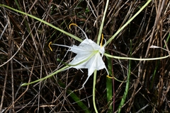 Hymenocallis palmeri
