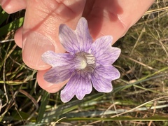 Pinguicula caerulea