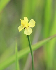 Xyris ambigua