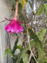 Disocactus ackermannii