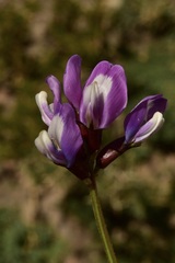 Astragalus cruckshanksii