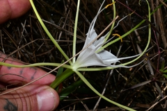 Hymenocallis palmeri