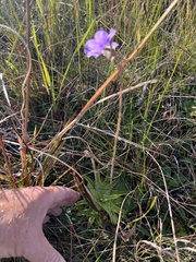 Pinguicula caerulea