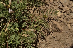 Astragalus cruckshanksii