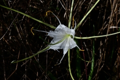 Hymenocallis palmeri