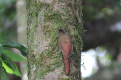 Lepidocolaptes souleyetii