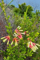 Erica unicolor