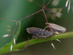 Aphrodes makarovi