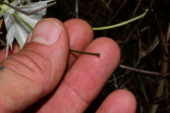 Hymenocallis palmeri