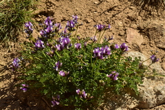 Astragalus cruckshanksii