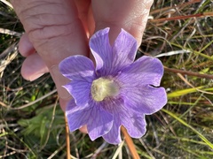 Pinguicula caerulea