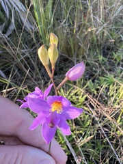 Calopogon barbatus