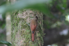 Lepidocolaptes souleyetii