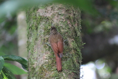 Lepidocolaptes souleyetii