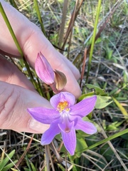 Calopogon barbatus