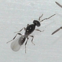 Platygastrinae