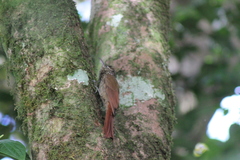 Lepidocolaptes souleyetii