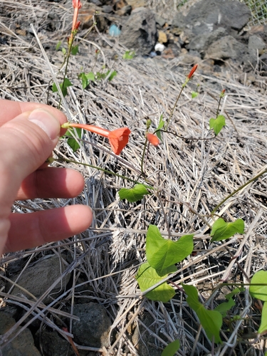 Ipomoea hederifolia observed 2023-01-12