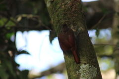 Lepidocolaptes souleyetii