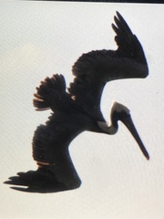 Pelecanus occidentalis