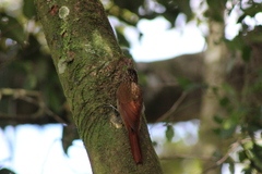 Lepidocolaptes souleyetii