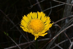 Helenium pinnatifidum