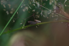 Aphrodes makarovi
