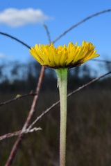 Helenium pinnatifidum