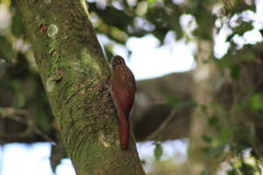 Lepidocolaptes souleyetii