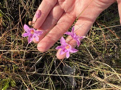 Calopogon barbatus