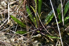 Helenium pinnatifidum