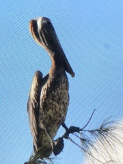 Pelecanus occidentalis
