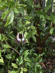 Papilio aegeus aegeus