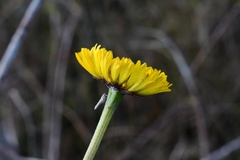 Helenium pinnatifidum